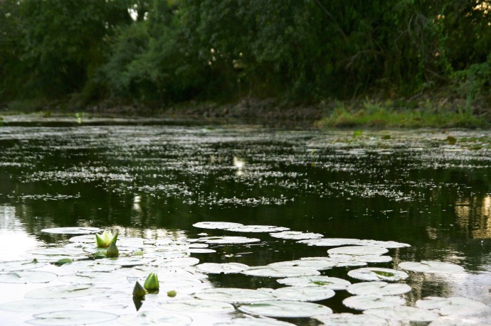 Hai Departe Argentina Esteros del Ibera (12)