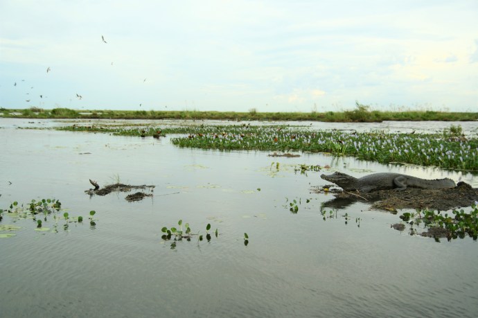 Hai Departe Argentina Esteros del Ibera (14)