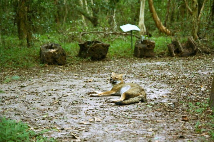 Hai Departe Argentina Esteros del Ibera (8)
