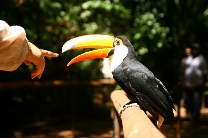 Hai Departe Brazilia Iguazu (4)