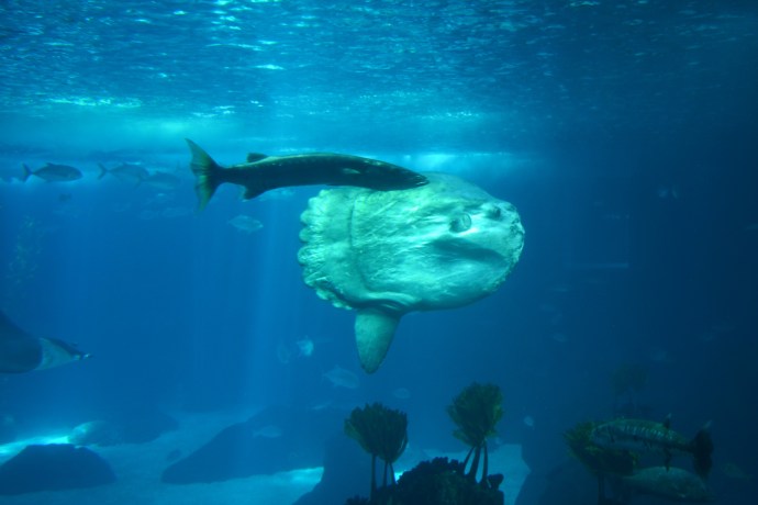 Hai Departe Lisabona Oceanarium (1)