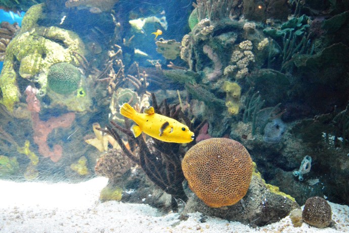 Hai Departe Lisabona Oceanarium (10)