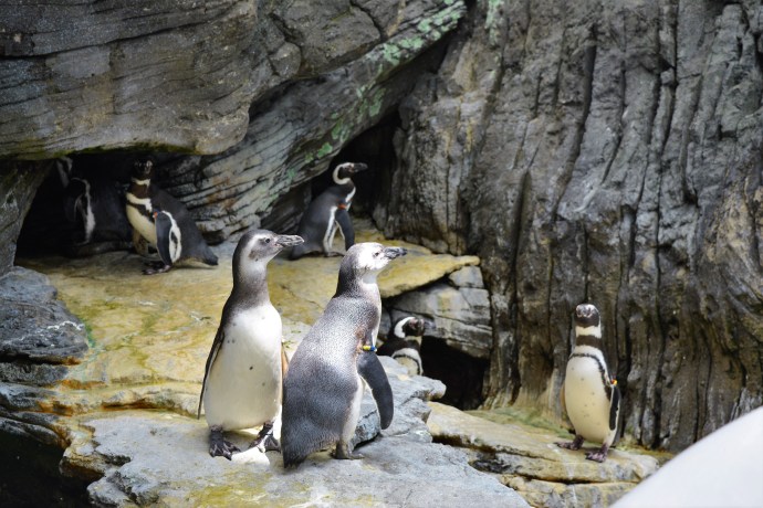 Hai Departe Lisabona Oceanarium (2)