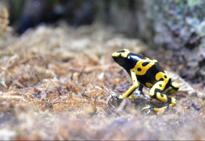 Hai Departe Lisabona Oceanarium (6)
