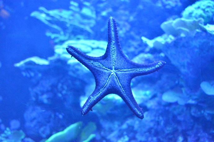 Hai Departe Lisabona Oceanarium (9)