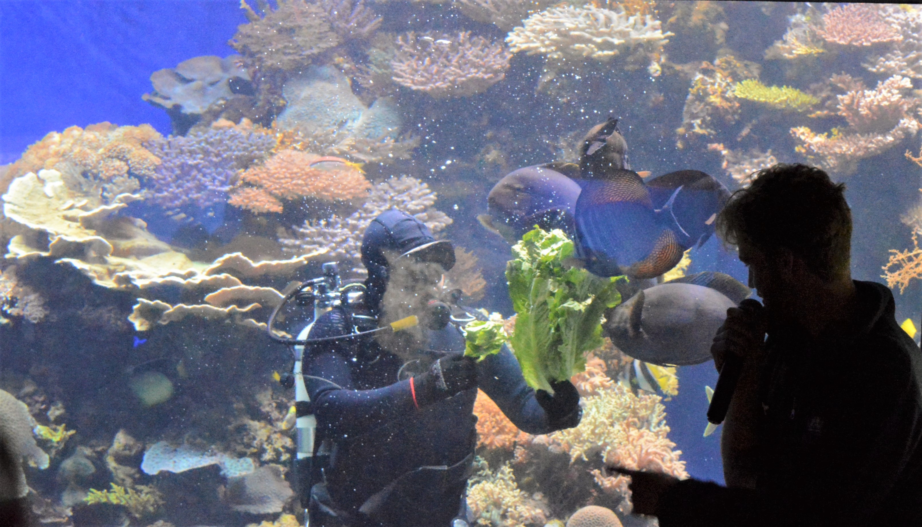 Hai Departe Eilat Israel (23)