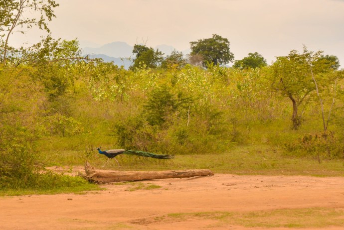 Hai Departe Sri Lanka Udawalawe (11)