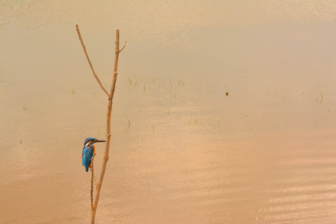 Hai Departe Sri Lanka Udawalawe (14)