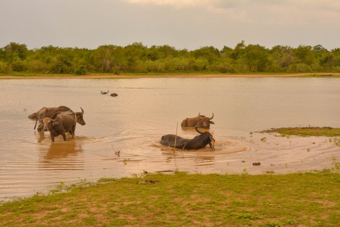Hai Departe Sri Lanka Udawalawe (15)