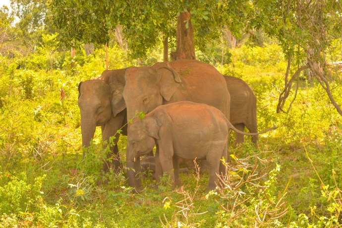 Hai Departe Sri Lanka Udawalawe (7)