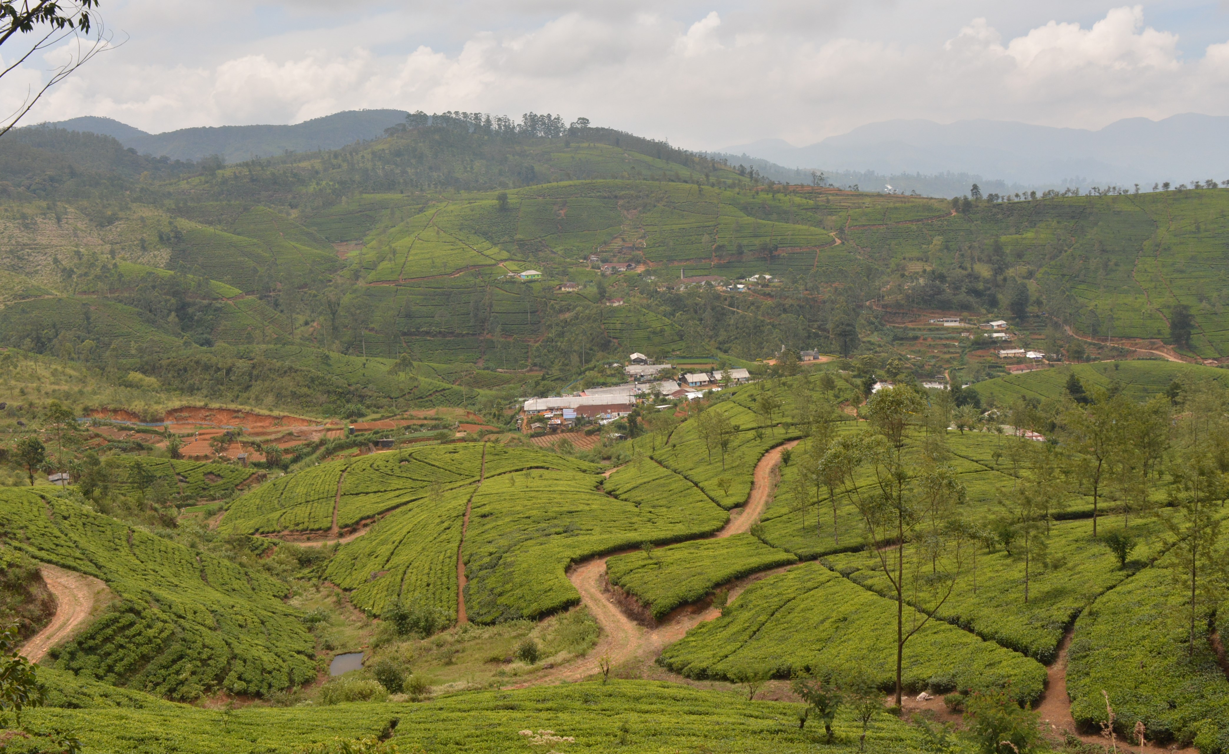Hai Departe Ella Nanu Oya Nuwara Eliya (20)