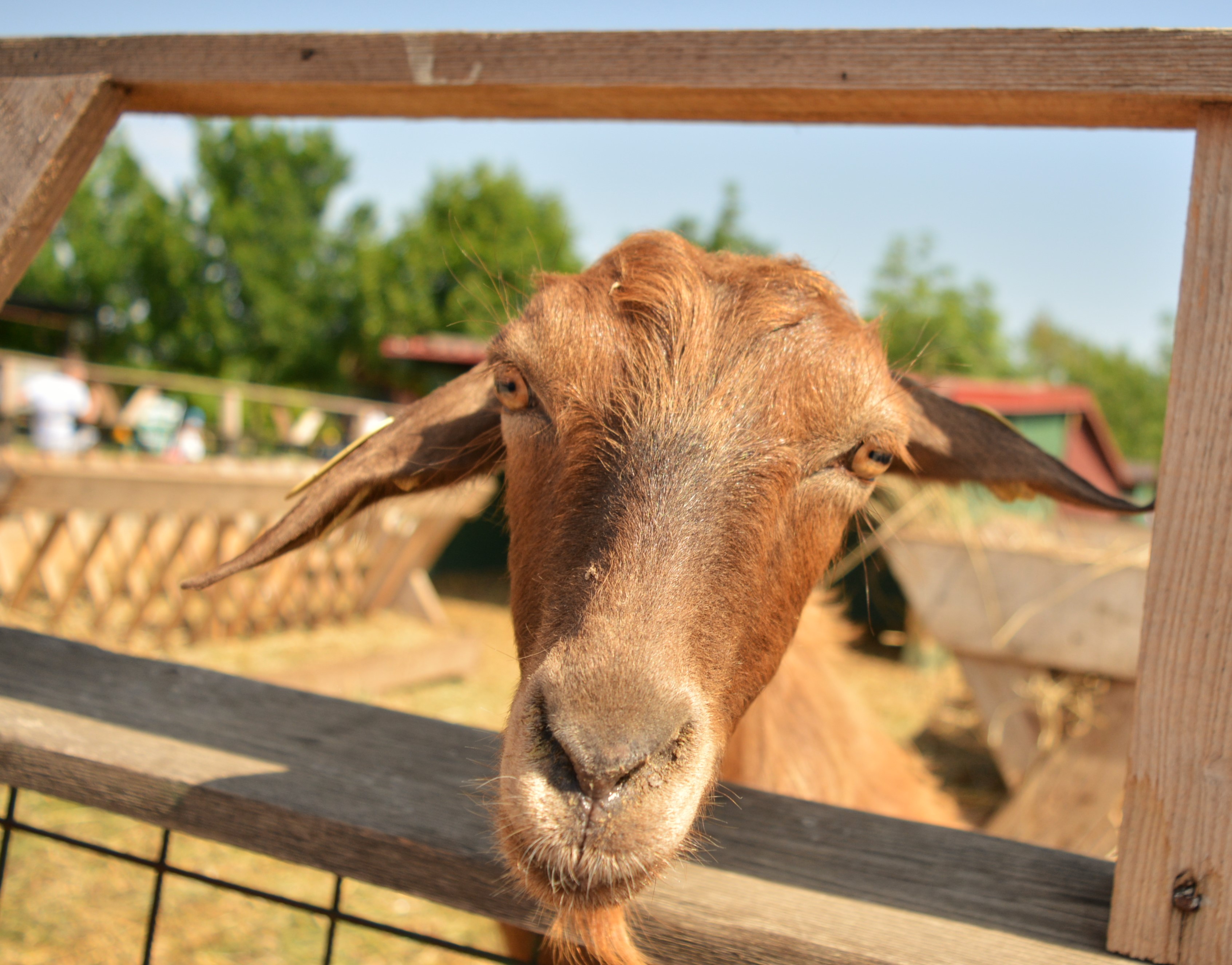 Hai Departe Ferma Animalelor